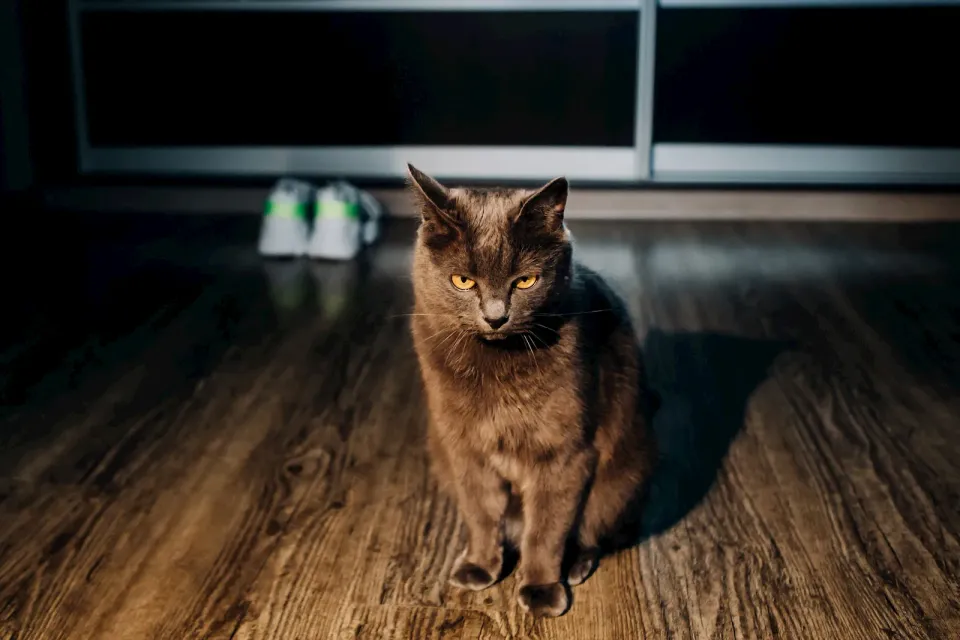Gato senior en una escena tranquila como apoyo visual para una sección sobre desorientación y noche