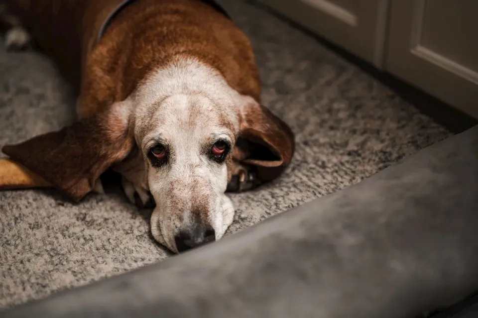 Perro de orejas largas tumbado en una alfombra junto a un mueble