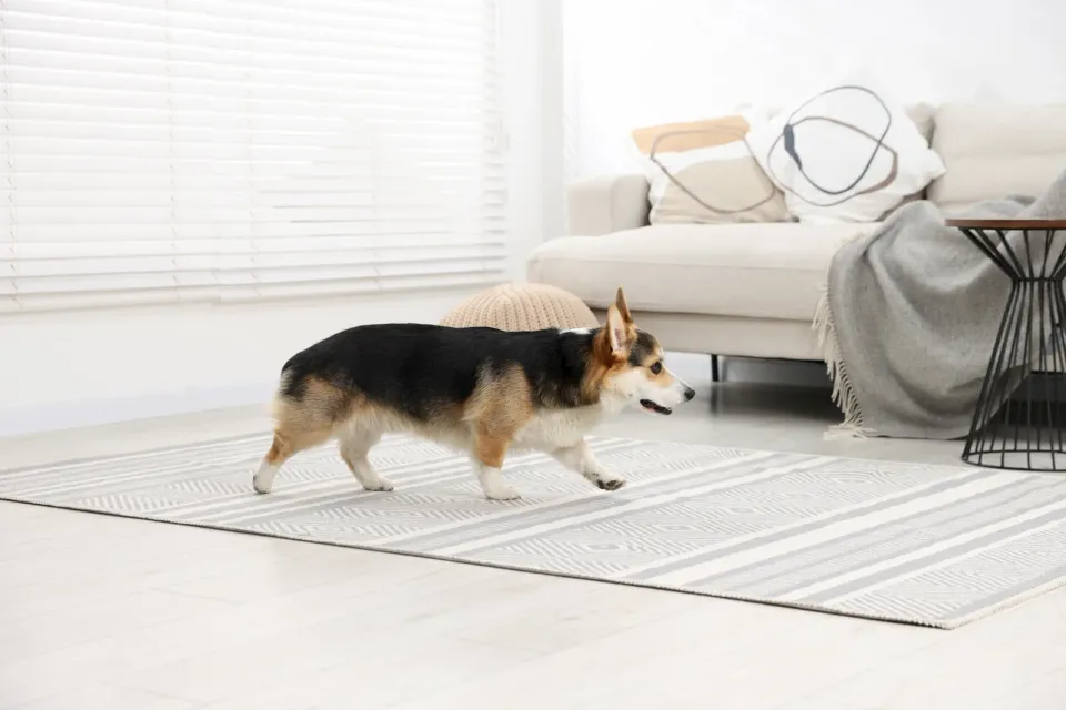 Corgi caminando sobre una alfombra en un salón con suelo liso alrededor