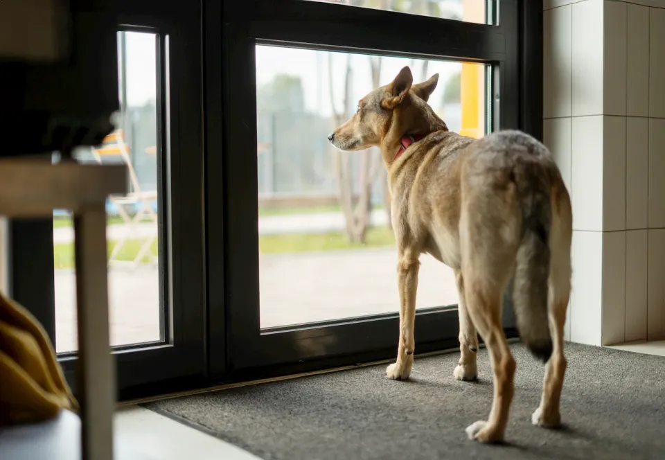Perro marrón de pie frente a una puerta acristalada mirando al exterior