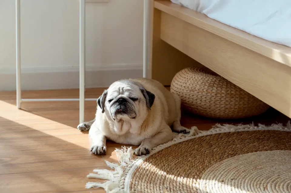 Pug claro tumbado junto a una cama sobre suelo de madera