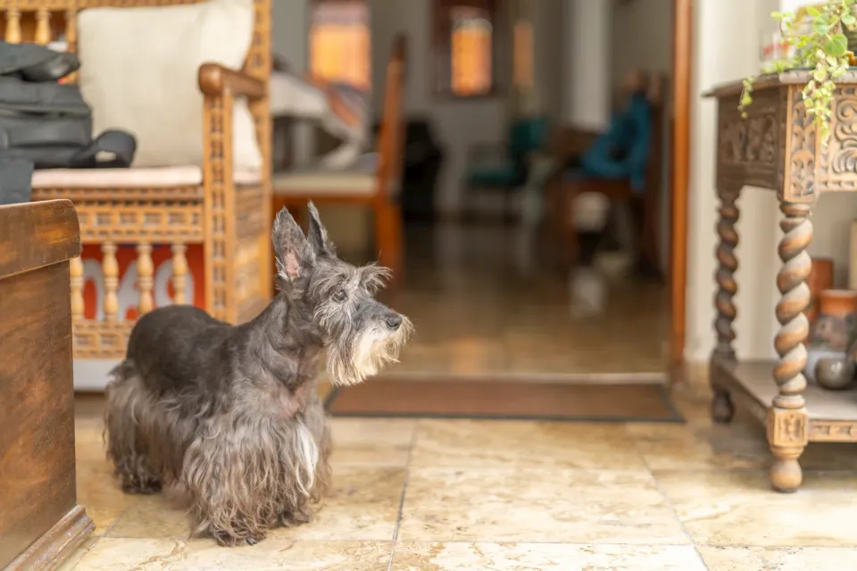 Mascota senior en una escena tranquila como apoyo visual para deterioro cognitivo