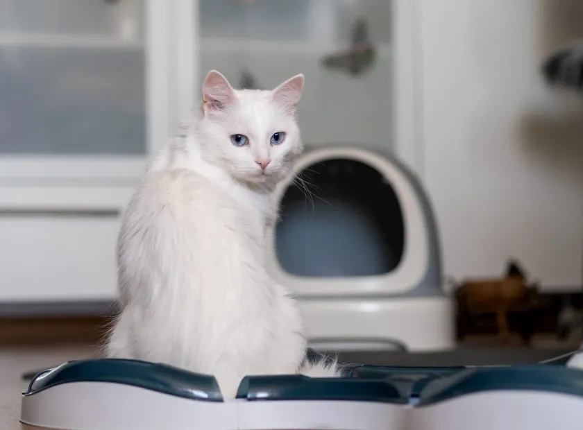 Gato blanco sentado junto a un arenero cubierto en interior