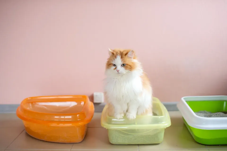 Gato blanco y naranja sentado dentro de un arenero entre varias bandejas