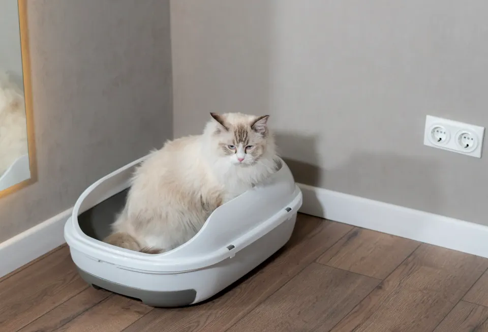 Gato claro sentado dentro de un arenero de entrada frontal