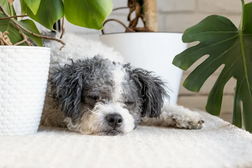 Mascota senior en una escena tranquila como apoyo visual para cama y descanso