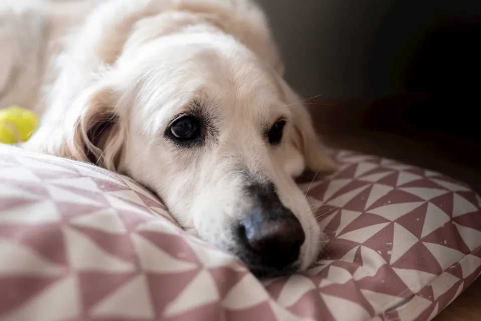 Mascota senior en una escena tranquila como apoyo visual para descanso más cómodo