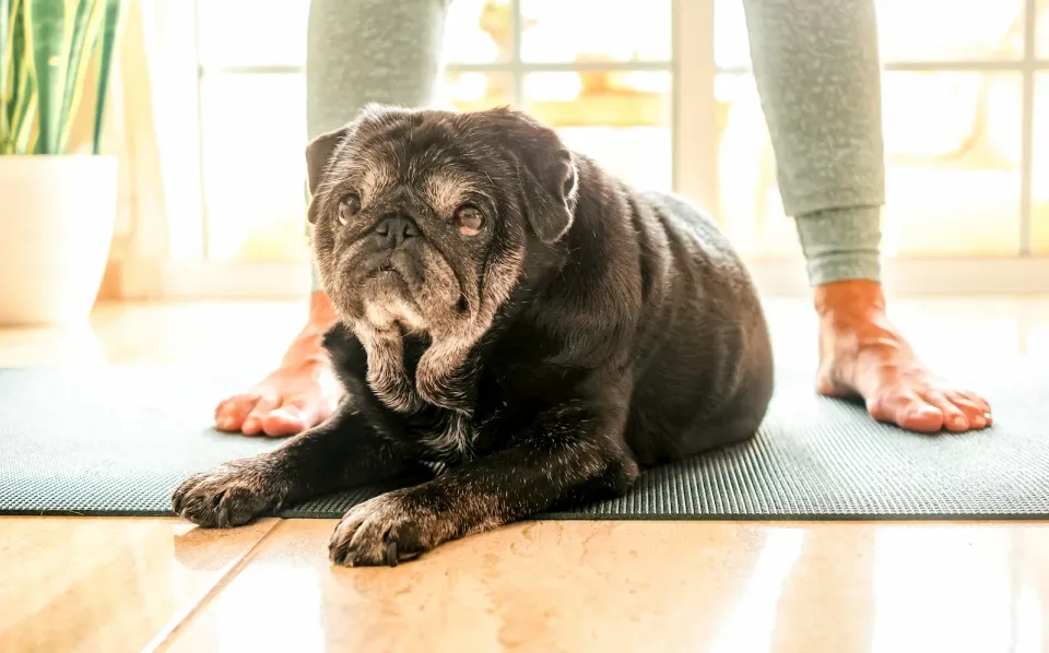 Pug negro senior tumbado sobre una esterilla antideslizante junto a una persona