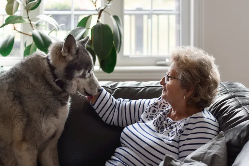 Mascota senior en una escena doméstica tranquila