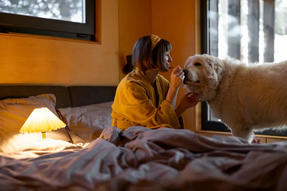 Mascota senior en una escena tranquila como apoyo visual para rutinas nocturnas
