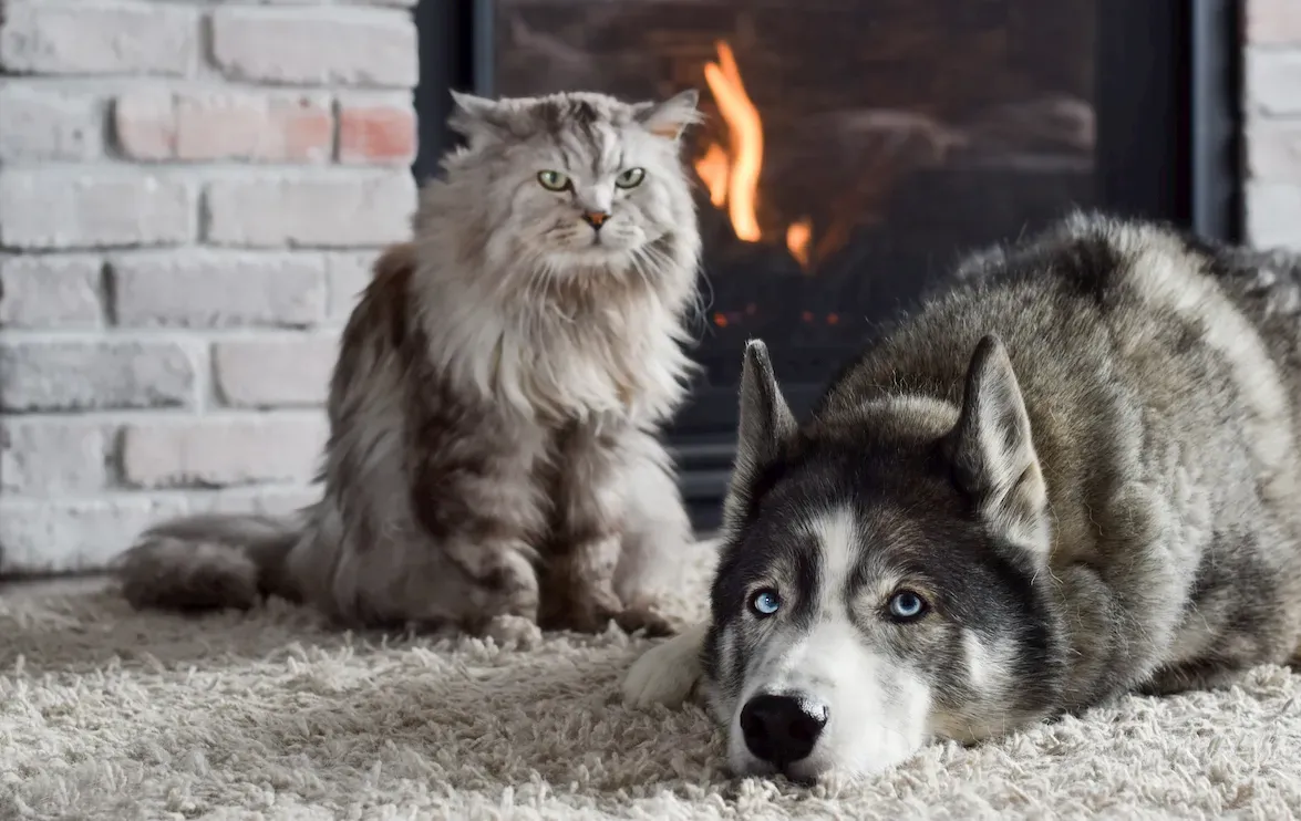 Perro y gato senior descansando en un entorno de hogar tranquilo