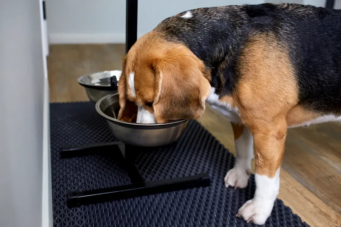 Mascota senior junto a un bol de agua en casa