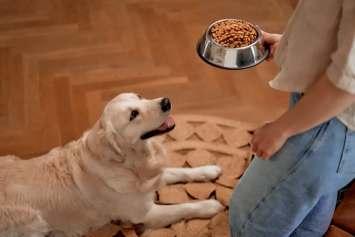 Rutina de alimentación de una mascota senior en casa