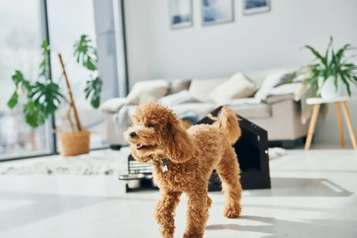 Mascota senior caminando por un entorno doméstico seguro
