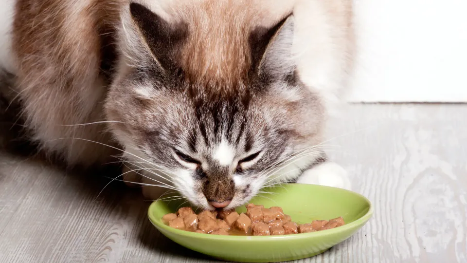 Gato senior comiendo mientras mantiene una postura tranquila y estable