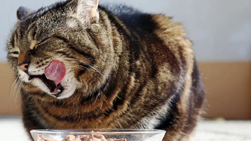 Gato senior comiendo en casa