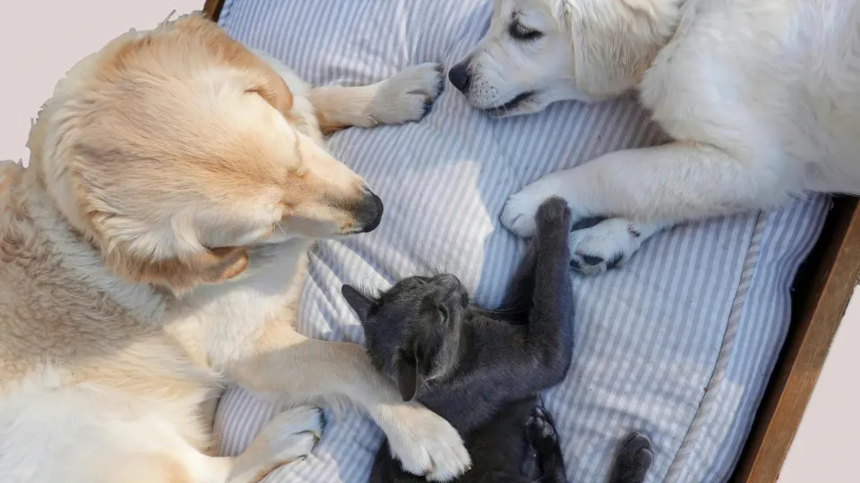 Dos perros de pelaje claro y un gato sobre una superficie acolchada