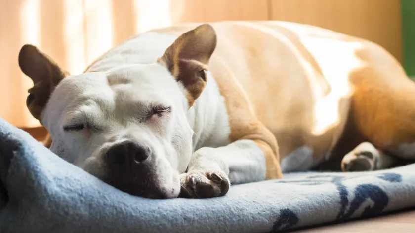 Perro blanco y canela dormido sobre una manta azul con luz de sol