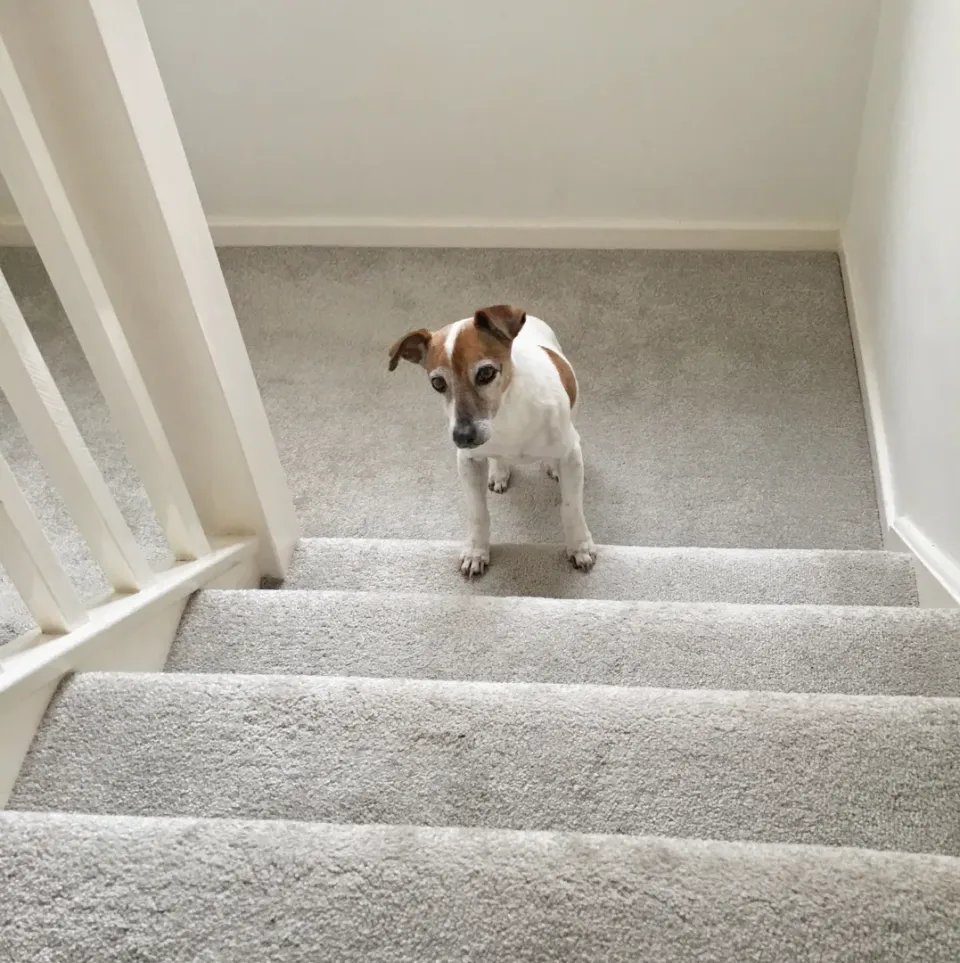 Perro pequeño blanco y marrón detenido al pie de una escalera enmoquetada