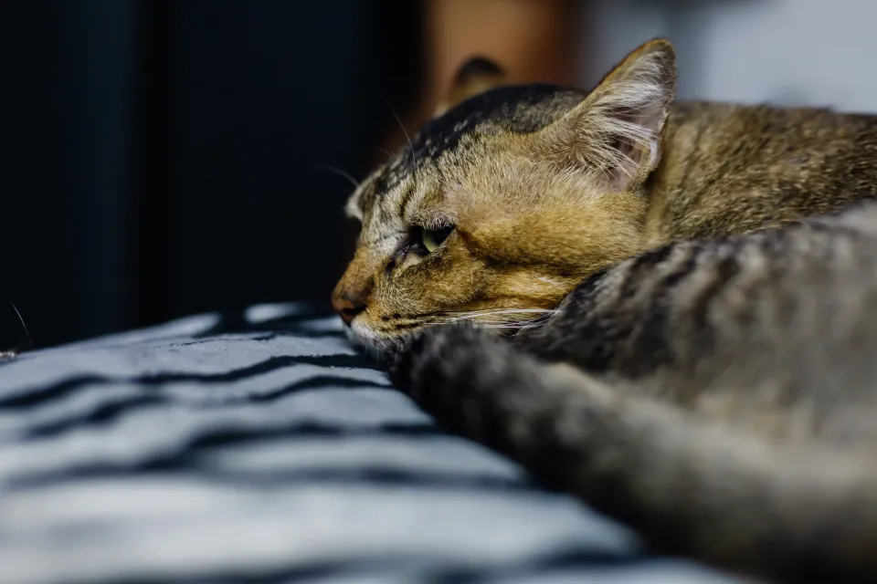 Gato senior en una escena tranquila como apoyo visual para sueño y maullidos nocturnos
