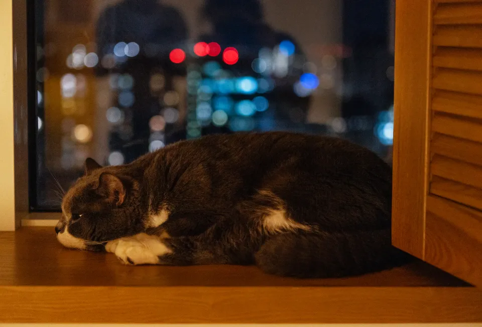 Gato senior en una escena tranquila como apoyo visual para una sección sobre maullidos nocturnos
