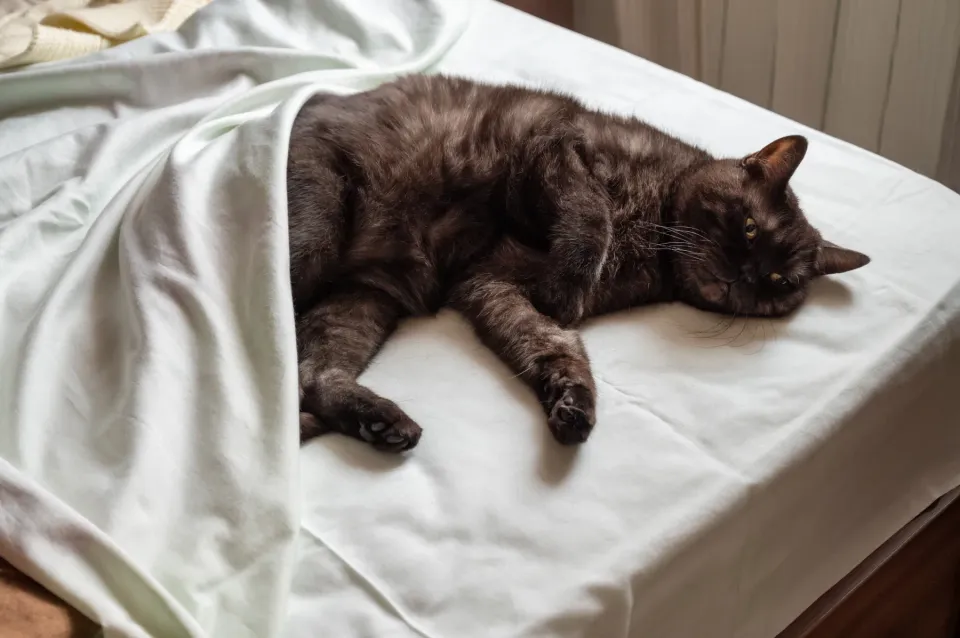 Gato de pelaje oscuro tumbado en una cama parcialmente cubierto por una sábana blanca
