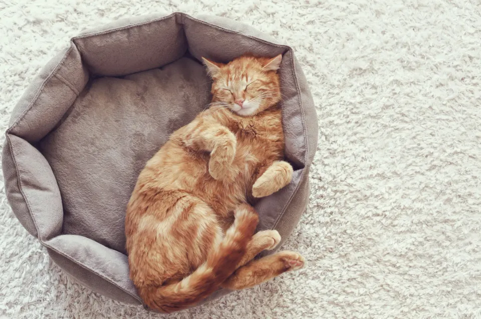 Gato naranja dormido boca arriba en una cama gris sobre una alfombra clara