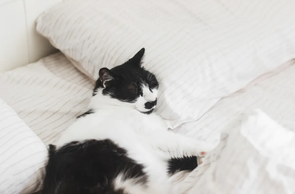 Gato blanco y negro dormido entre almohadas y ropa de cama clara