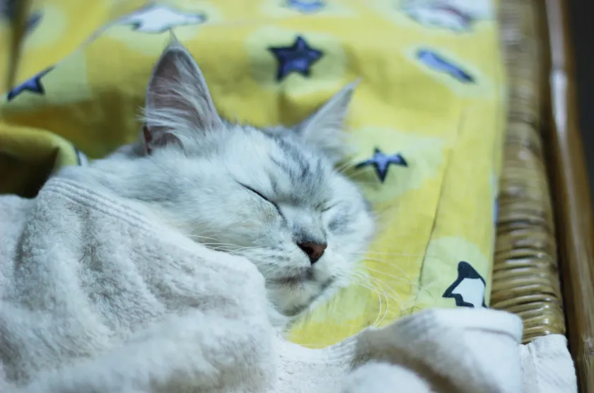 Gato de pelaje claro dormido y arropado sobre un cojín amarillo