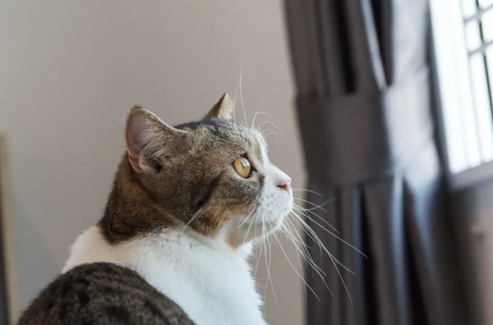 Gato blanco y atigrado sentado de perfil mirando hacia una ventana