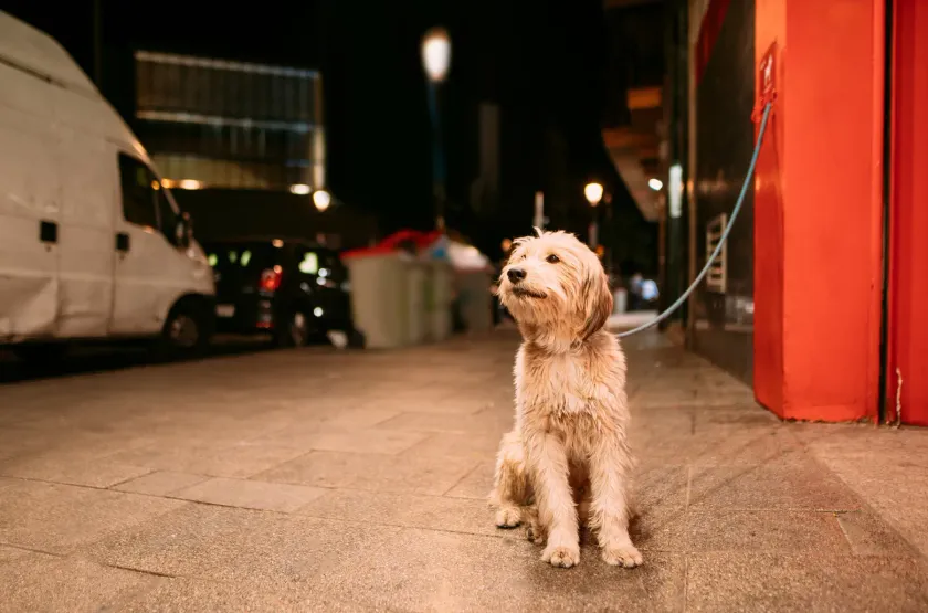 Mascota senior en una escena doméstica tranquila