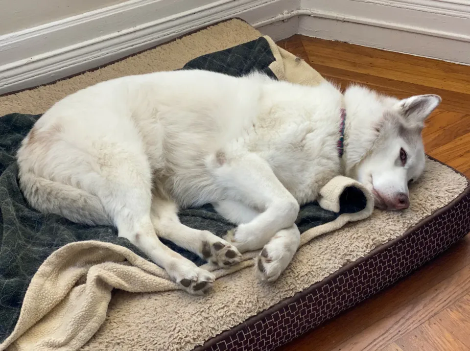 Perro blanco dormido en una cama junto a la pared
