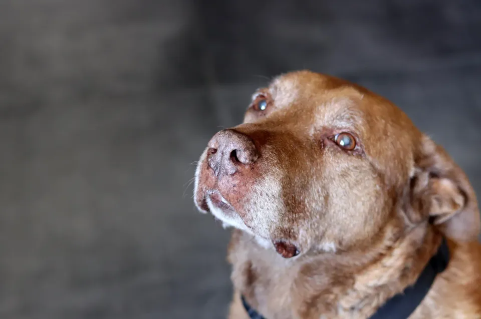 Perro marrón de hocico canoso mirando hacia arriba en primer plano