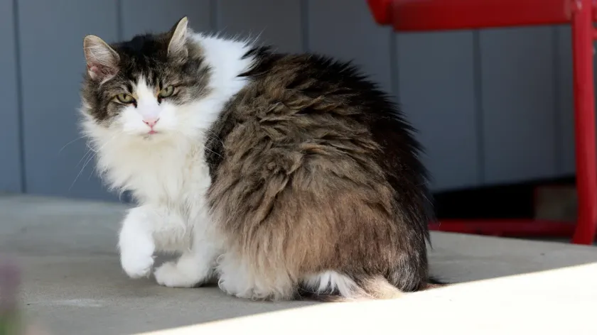 Gato blanco y gris de pelo largo mirando a cámara en interior