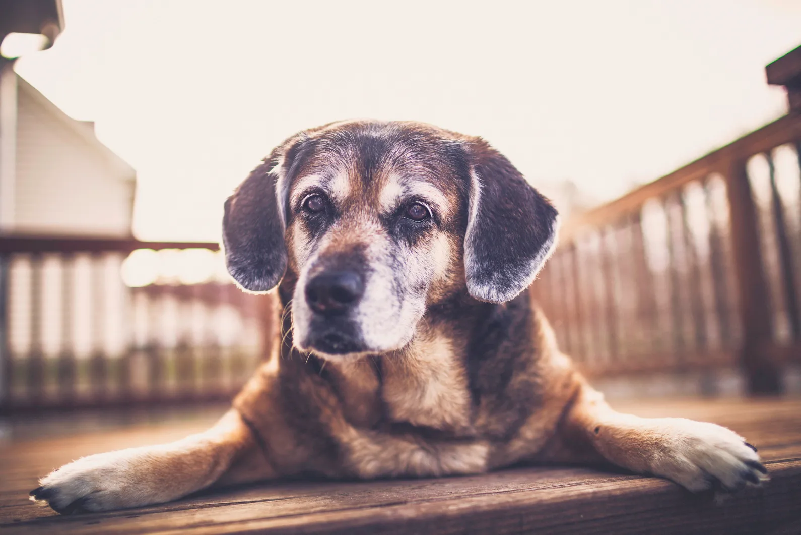 Perro senior descansando en casa como apoyo visual para dolor crónico