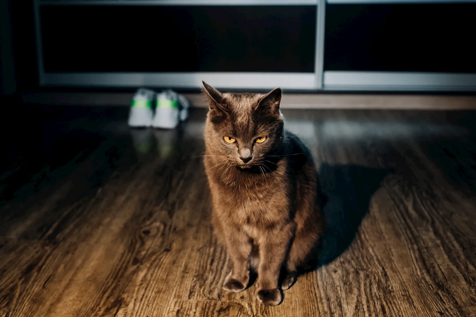 Gato senior en una escena tranquila como apoyo visual para una sección sobre desorientación y noche