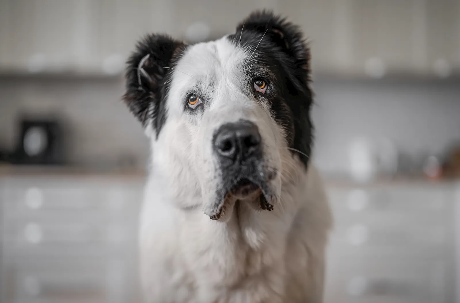 Perro senior en una escena doméstica tranquila