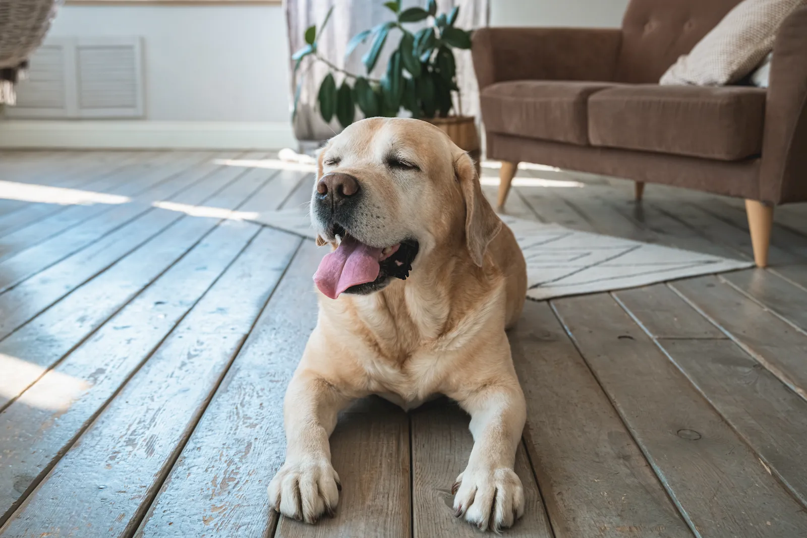 Perro senior en una escena tranquila como apoyo visual para movilidad e incontinencia