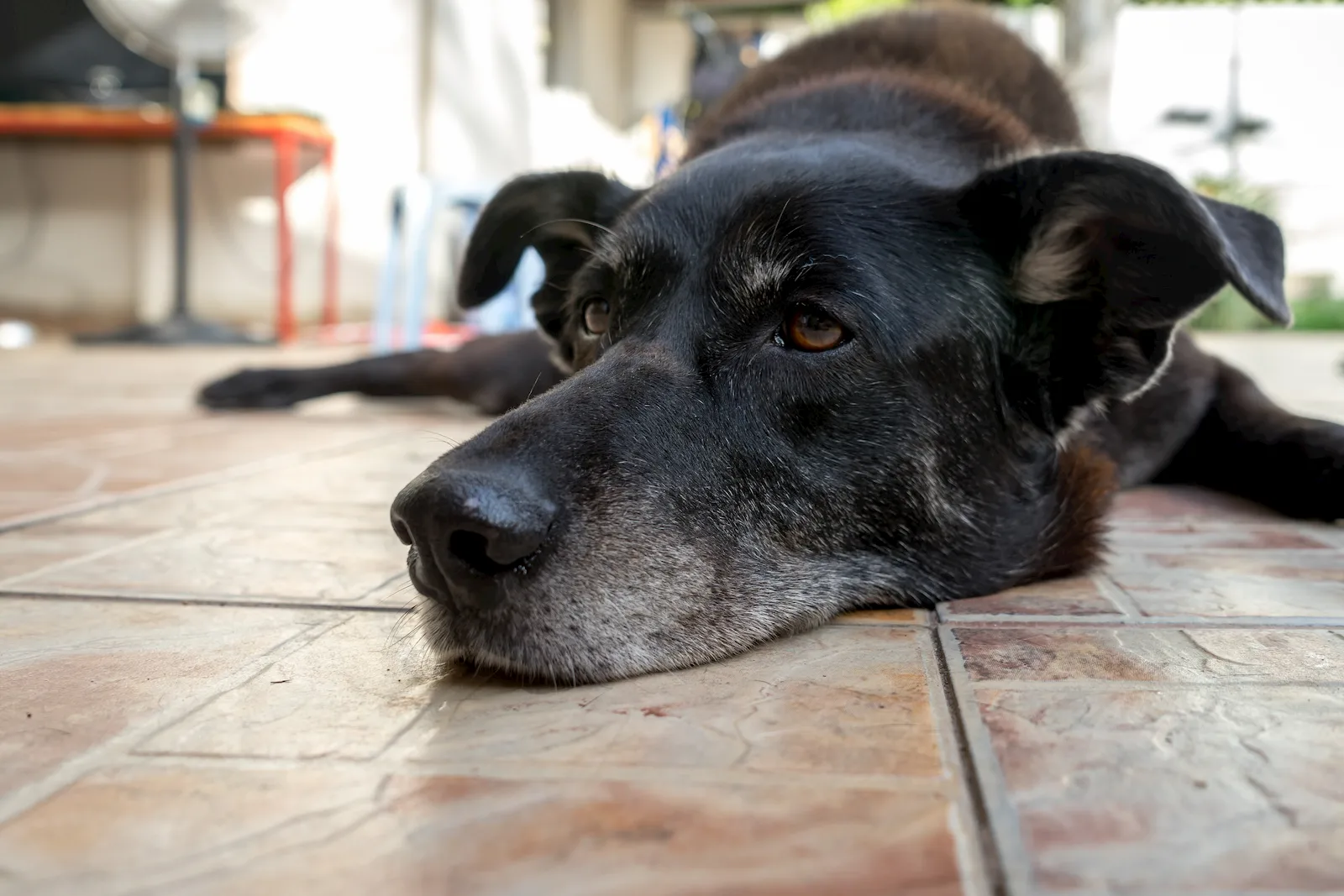 Perro senior en una escena tranquila como apoyo visual para deterioro cognitivo en perros