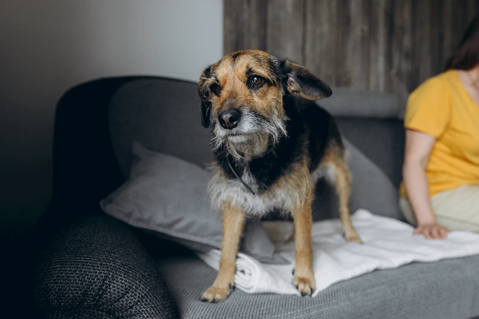 Mascota senior en una escena tranquila como apoyo visual para dolor, rigidez y movilidad