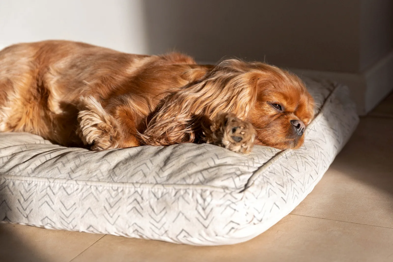 Perro senior en una escena tranquila como apoyo visual para descanso en perros mayores