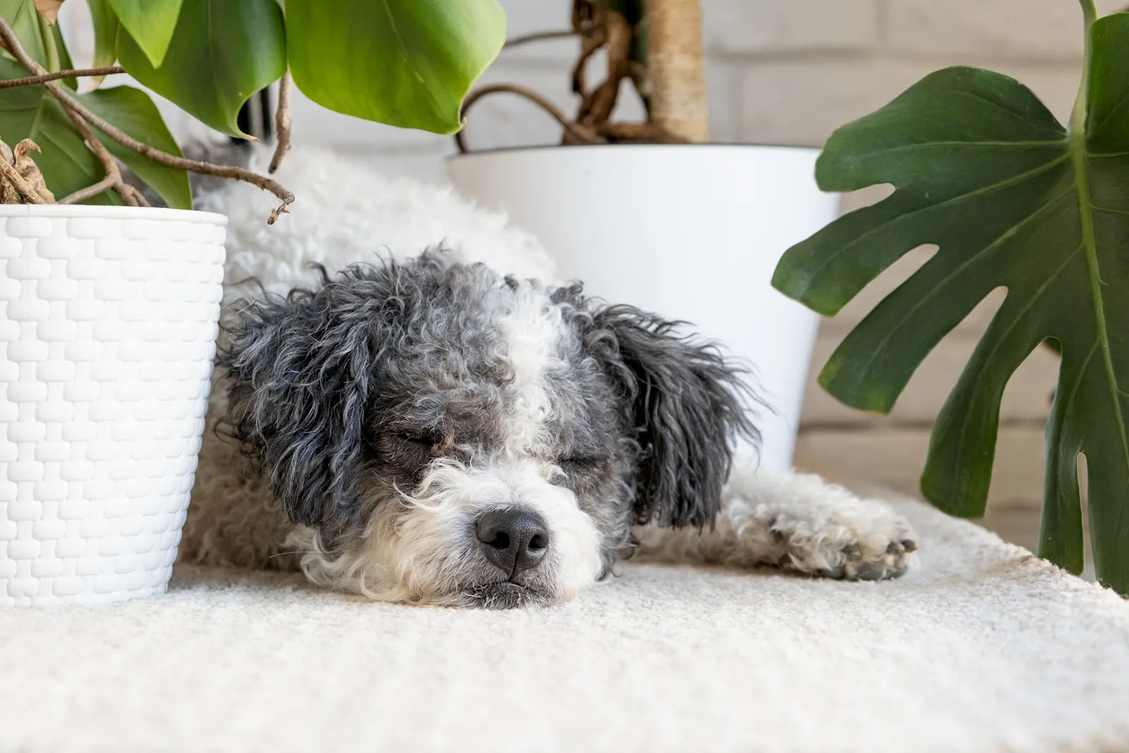 Mascota senior en una escena tranquila como apoyo visual para cama y descanso