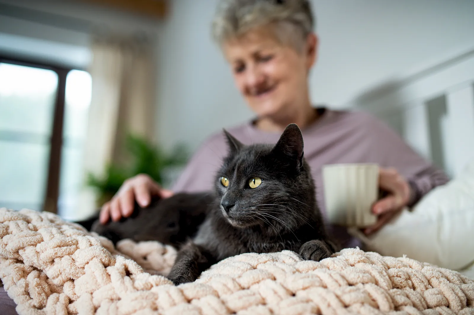 Mascota senior en una escena tranquila como apoyo visual para menos estrés y más calma