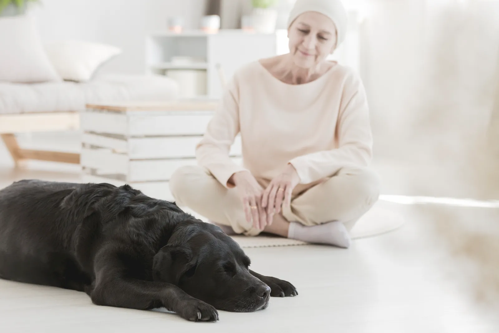 Mascota senior en una escena tranquila como apoyo visual para rutina y previsibilidad