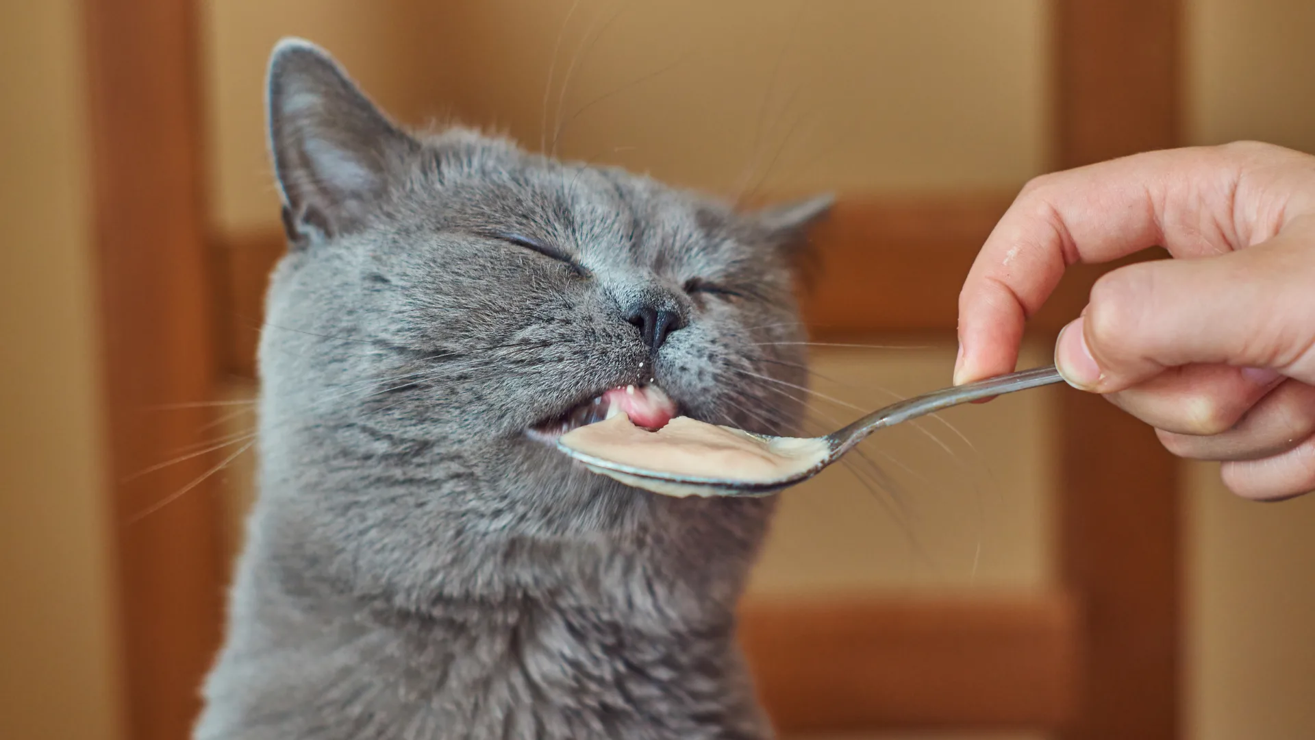 Gato senior comiendo en una zona tranquila de la casa