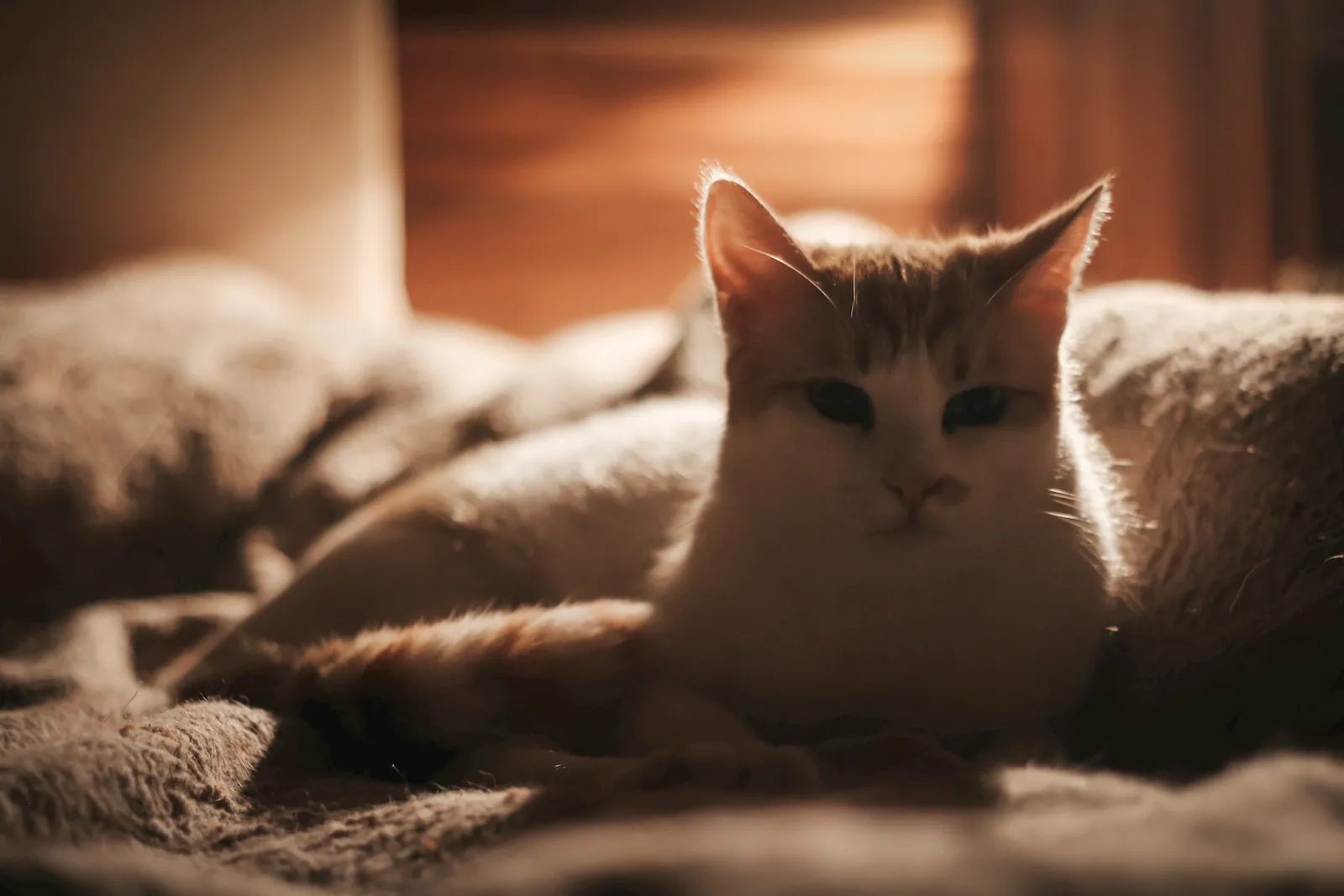 Mascota senior en una escena doméstica tranquila