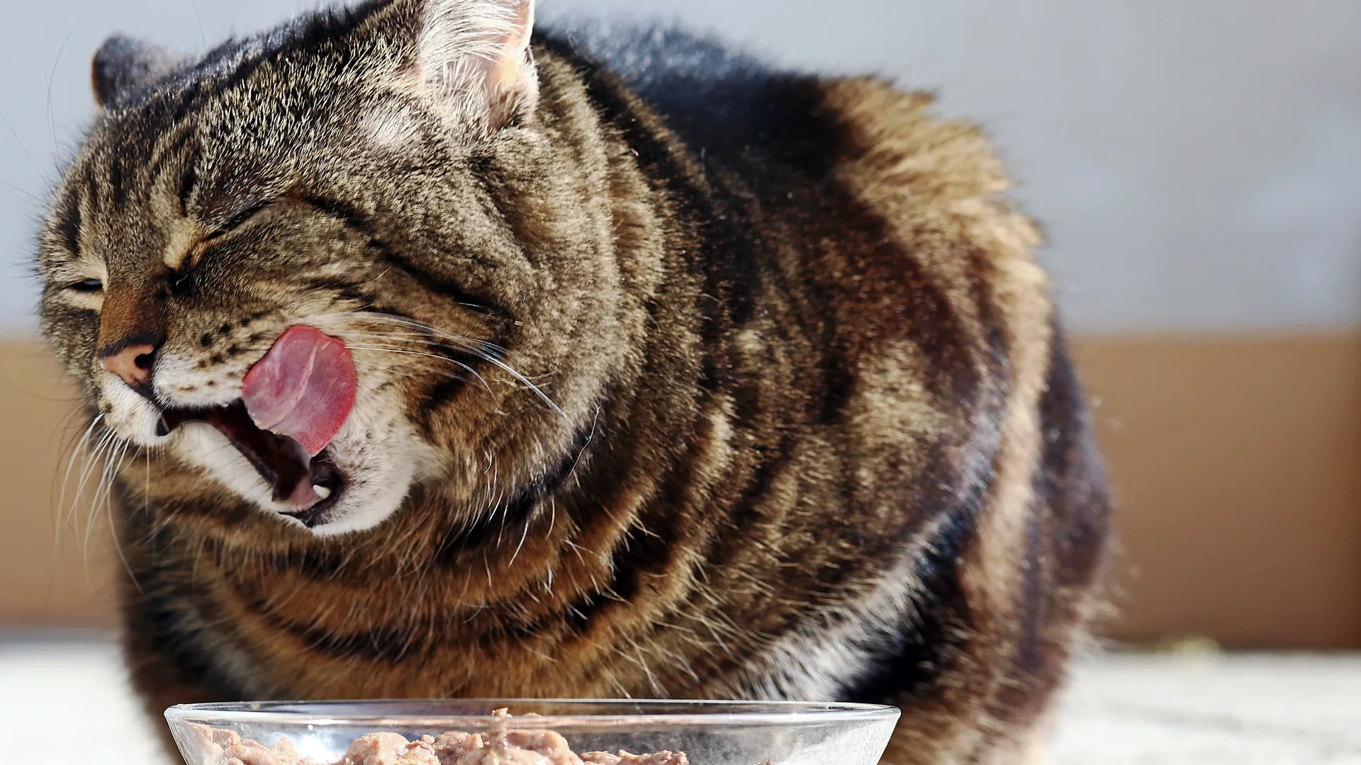 Gato senior comiendo en casa
