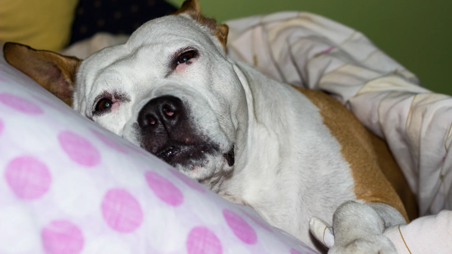 Perro senior en una escena doméstica tranquila