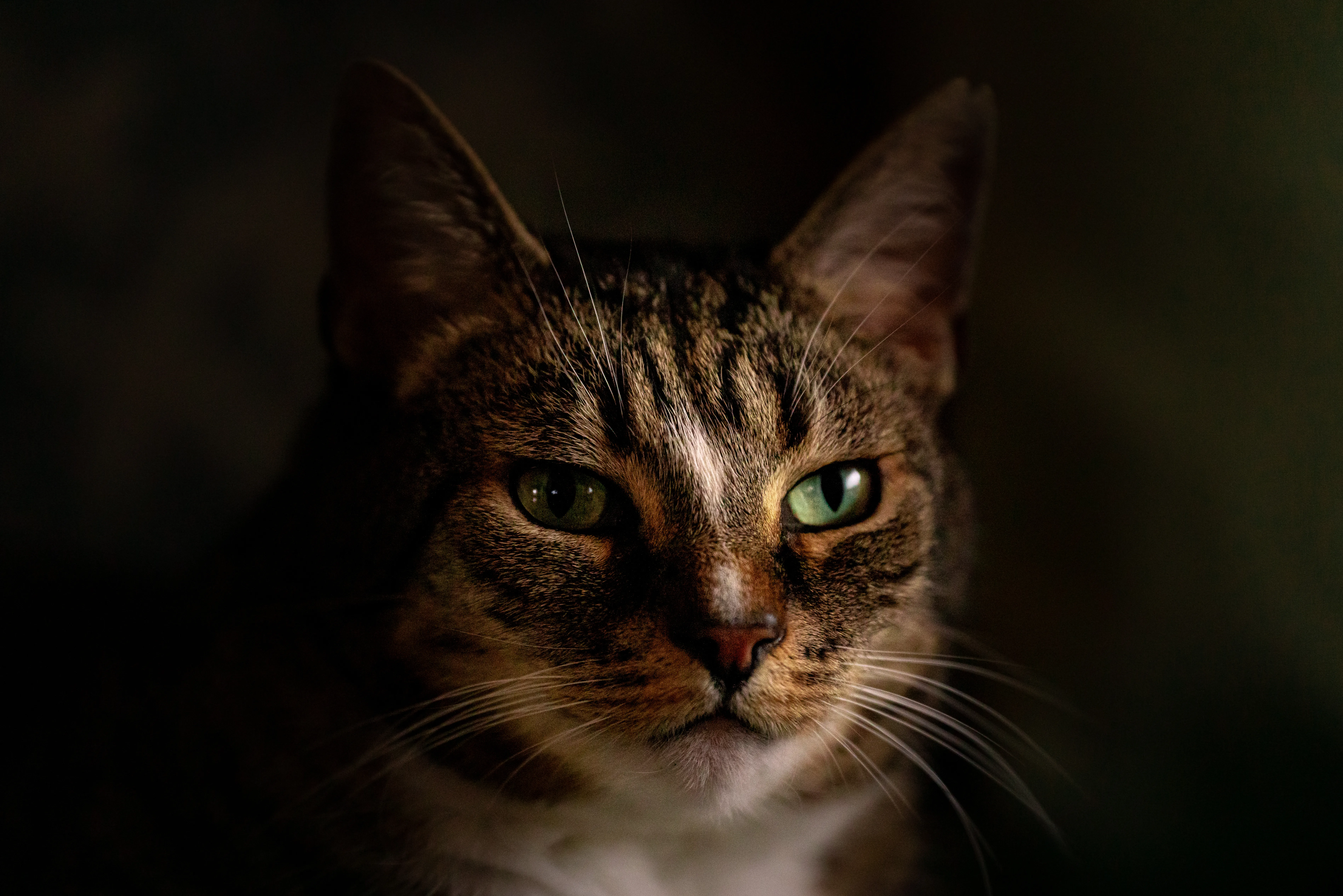 Gato senior en una escena doméstica tranquila