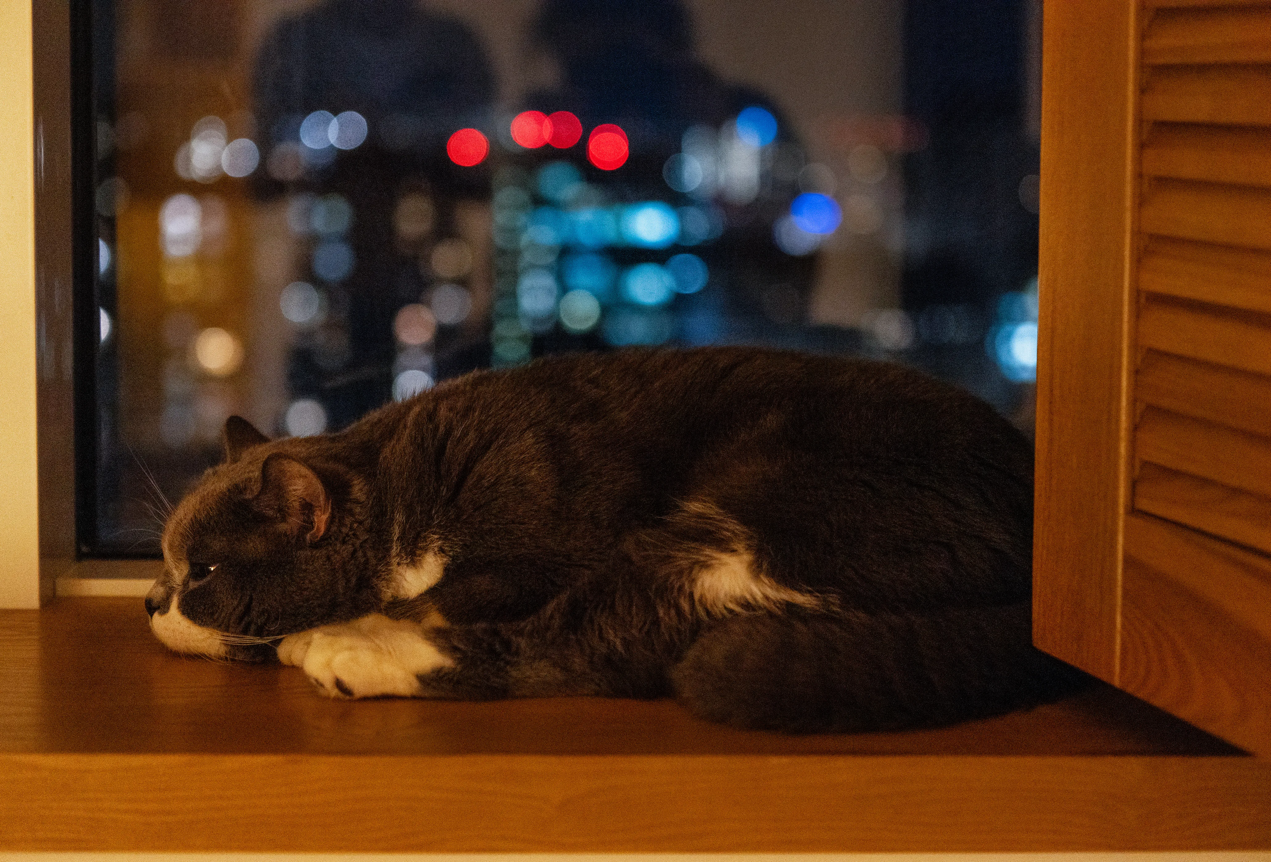 Gato senior en una escena tranquila como apoyo visual para una sección sobre maullidos nocturnos